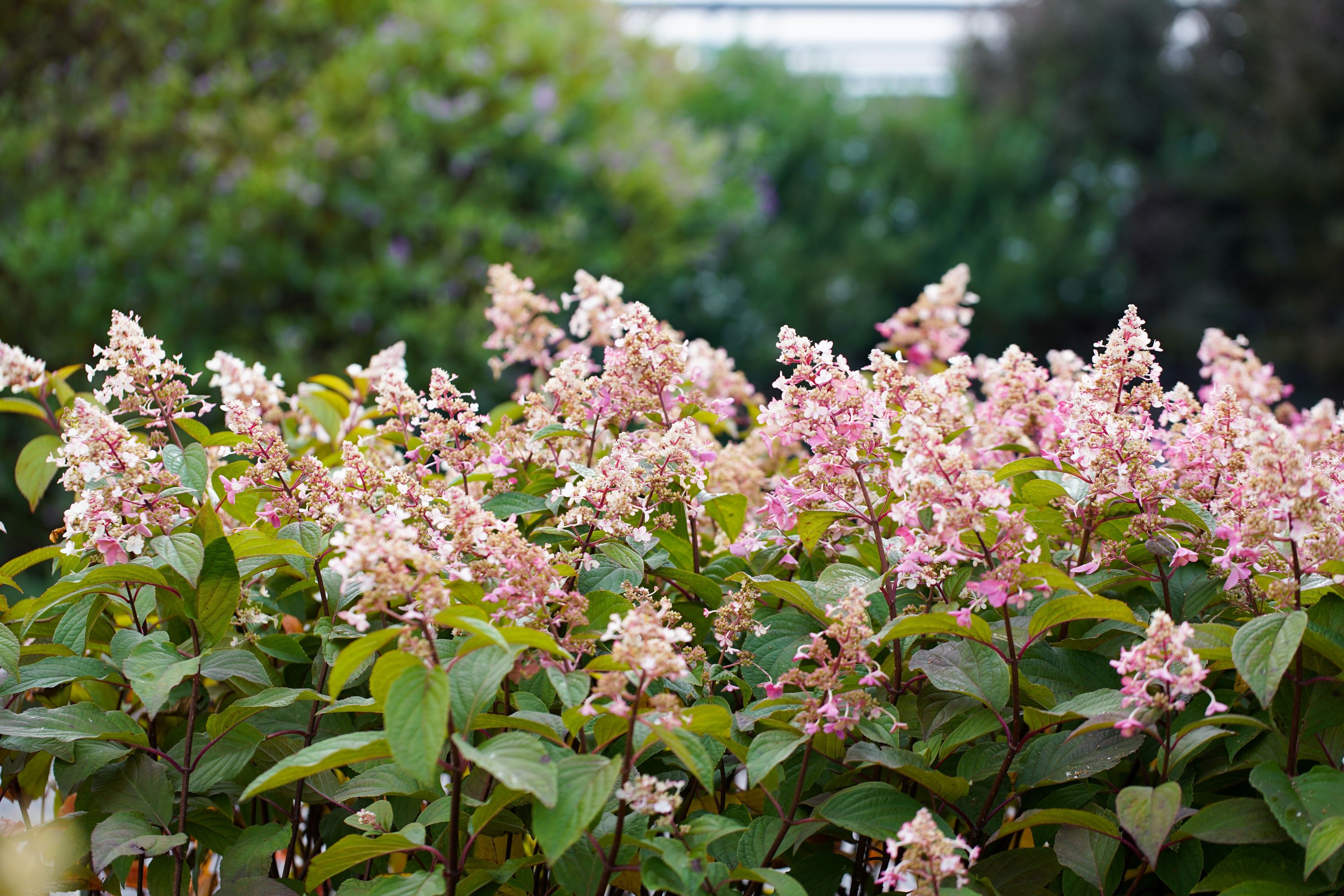 Hydrangea paniculata Candlelight Hydrangea paniculata Candlelight